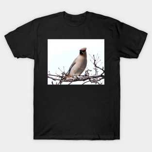 Bohemian Waxwing. T-Shirt